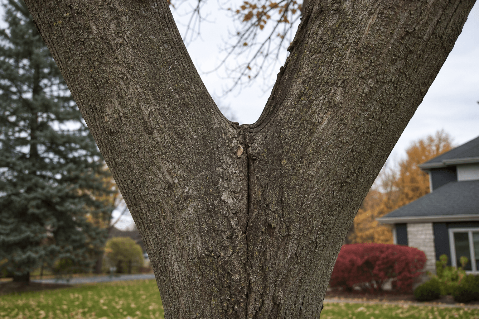 Weak branch union on a tree showing storm damage risk in Rochester NY