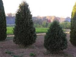 Tree stock for landscaping projects