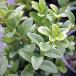 Shrubs landscape material