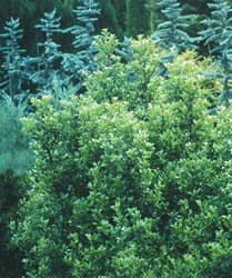 Shrubs landscape material