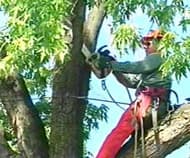 Arborist pruning a tree with a chainsaw